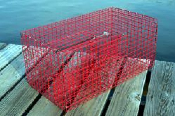 Pinfish Trap 15 1/2x13x11