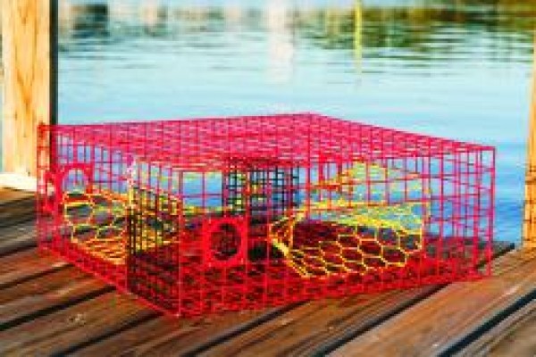Small Crab - 2 Funnel  Pinfish Traps, Live Bait Pens, Crab Traps, Vertical  Jigs, Rods & Reels